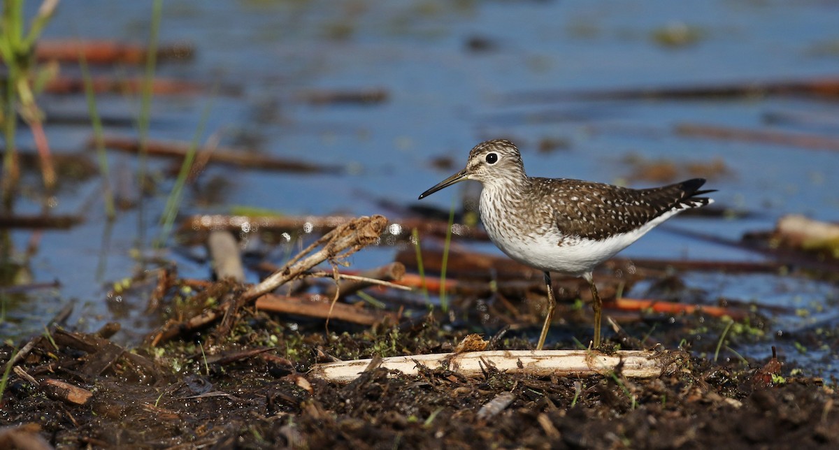 Solitary Sandpiper - Jay McGowan