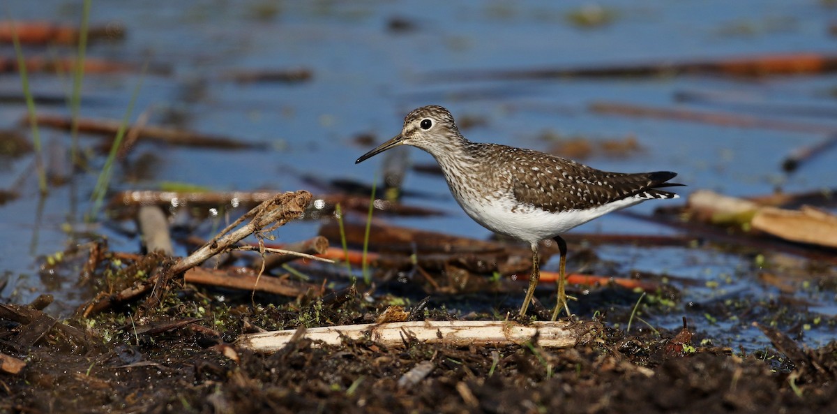 Solitary Sandpiper - ML43350261