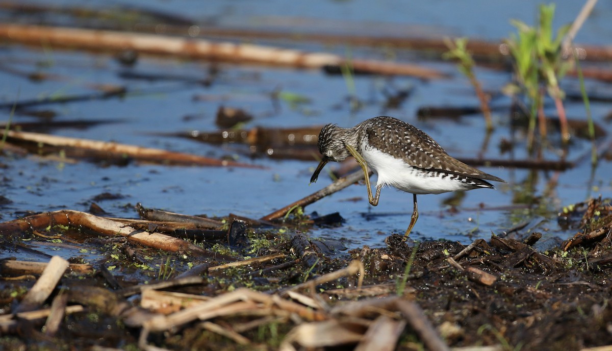 Solitary Sandpiper - ML43350301