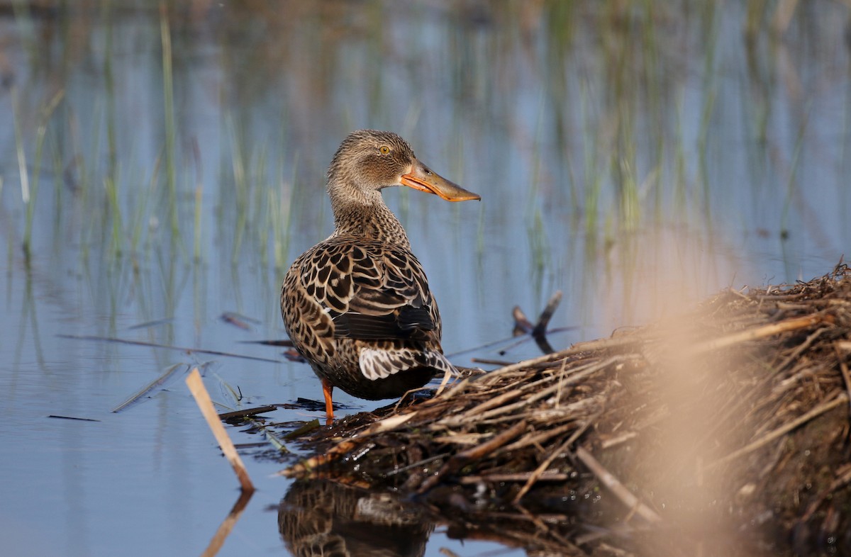 Northern Shoveler - ML43350311