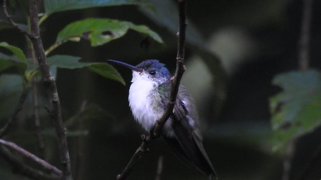 kolibřík andský - ML433503211