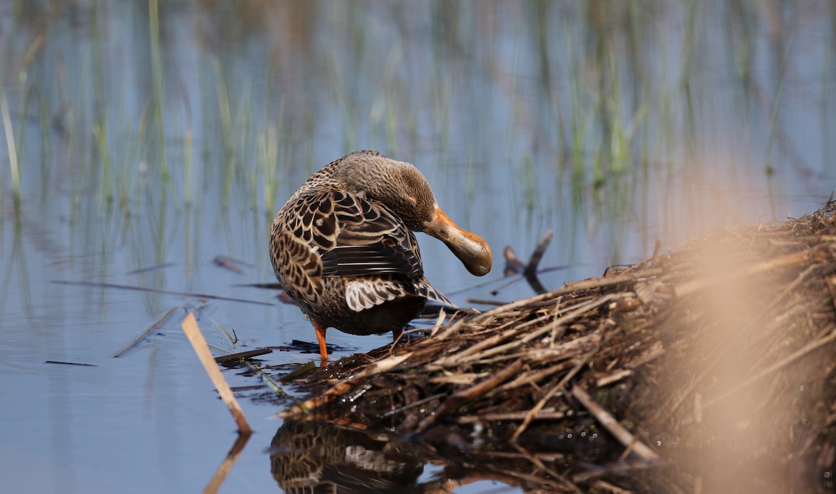 Northern Shoveler - ML43350421