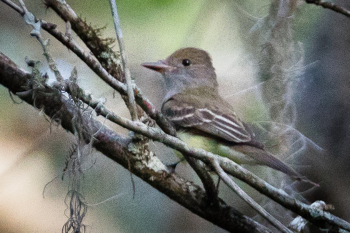 Great Crested Flycatcher - ML433504961