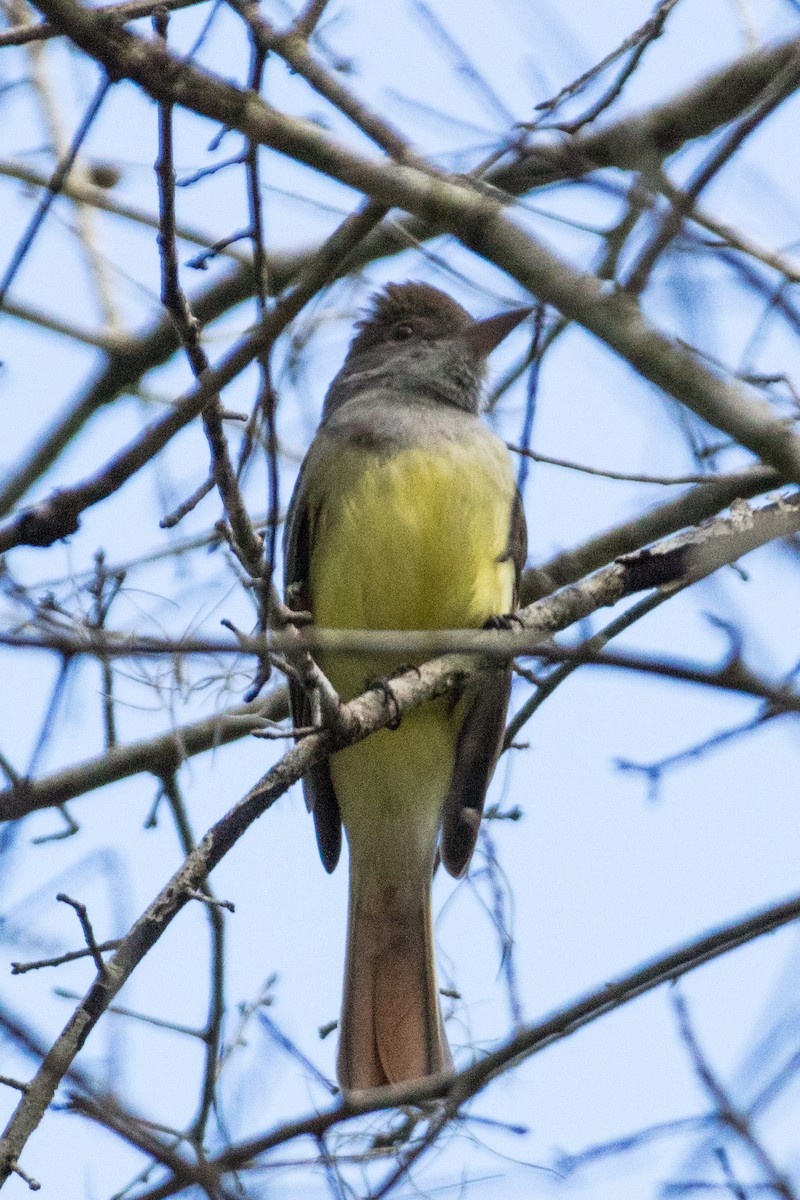 Great Crested Flycatcher - ML433504991