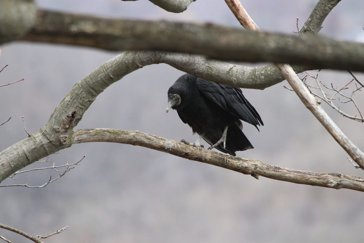 Black Vulture - ML433505261