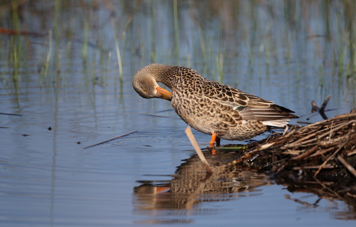 Northern Shoveler - ML43350561