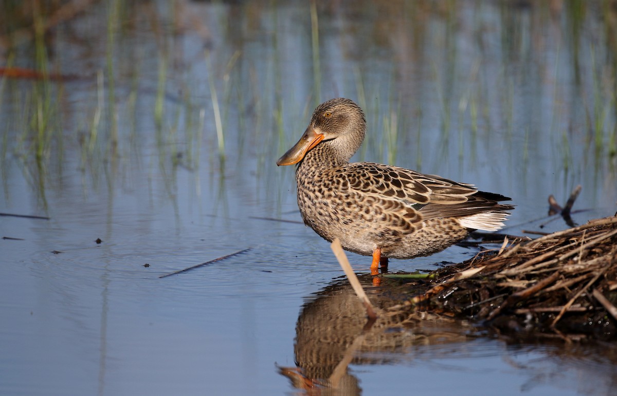 Northern Shoveler - ML43350631