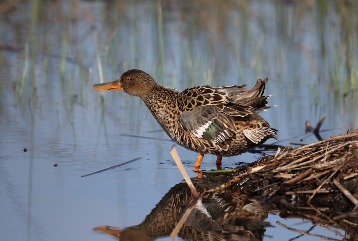 Northern Shoveler - ML43350641