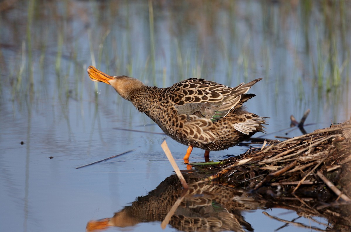 Northern Shoveler - ML43350651