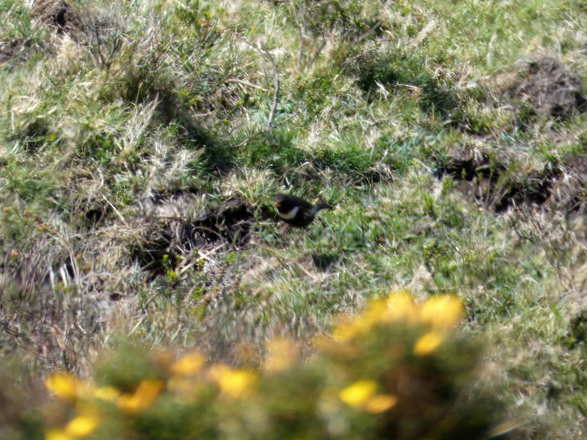 Ring Ouzel (Northern) - ML433506651