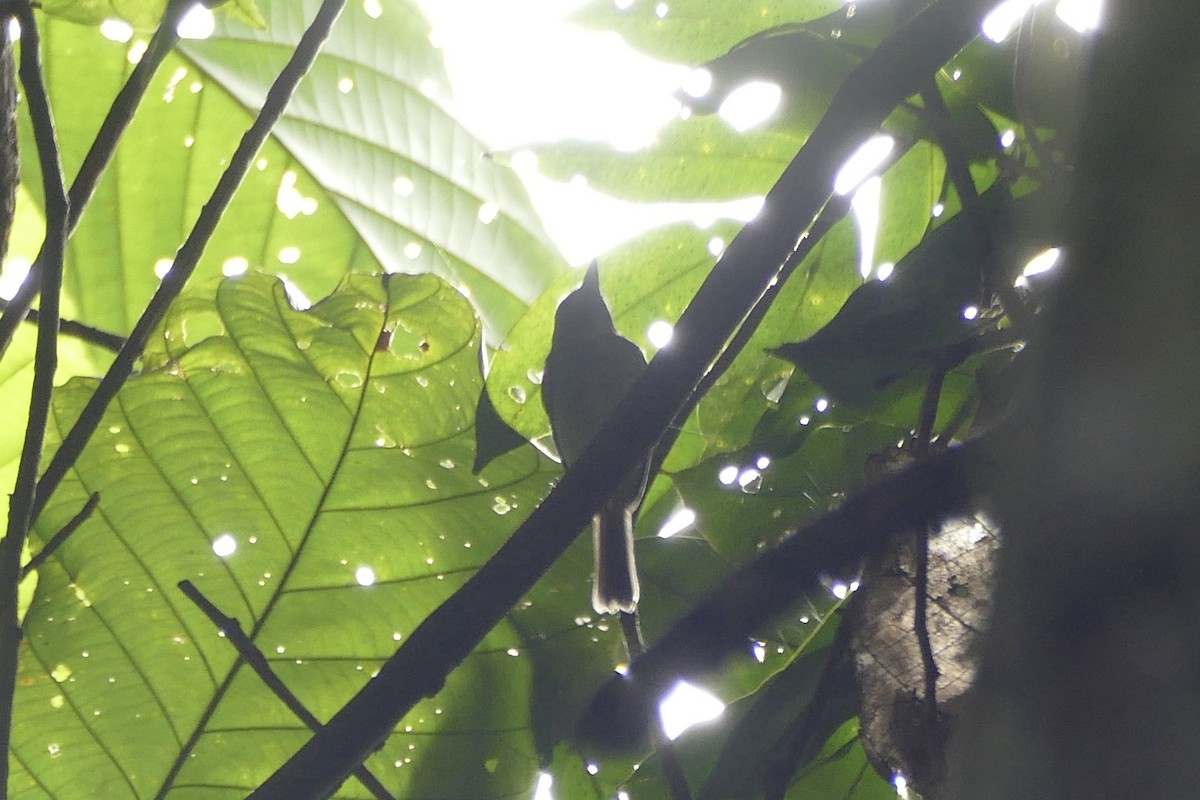 Boat-billed Tody-Tyrant - ML433506741