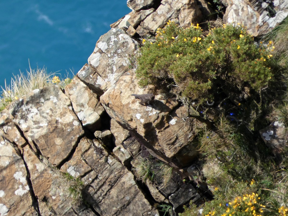 Ring Ouzel (Northern) - ML433506951