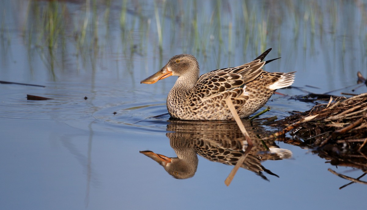 Northern Shoveler - ML43350951