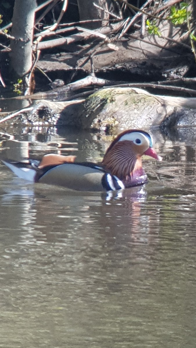 Mandarin Duck - Clive Prescott