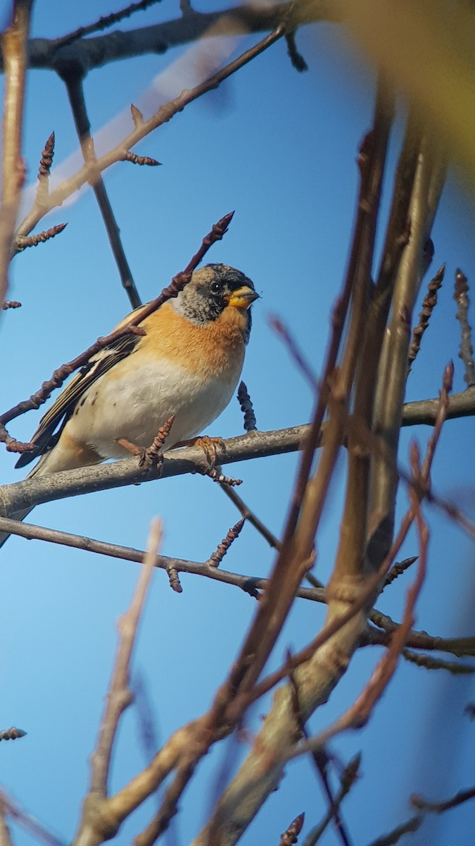 Brambling - ML433511241