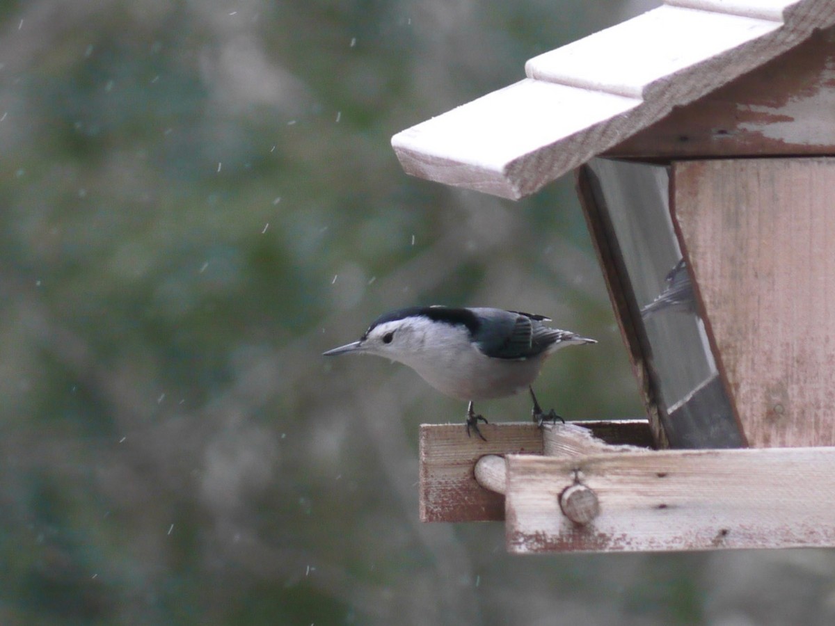 White-breasted Nuthatch - ML433511961