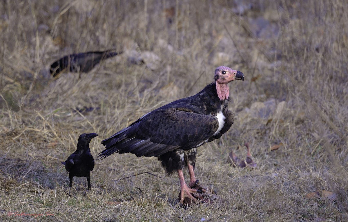 Red-headed Vulture - Subharanjan Sen