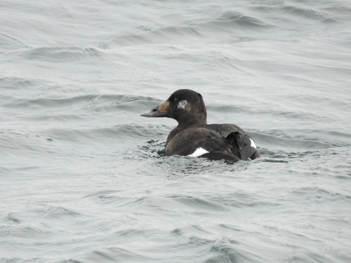 White-winged Scoter - Joanne Muis Redwood