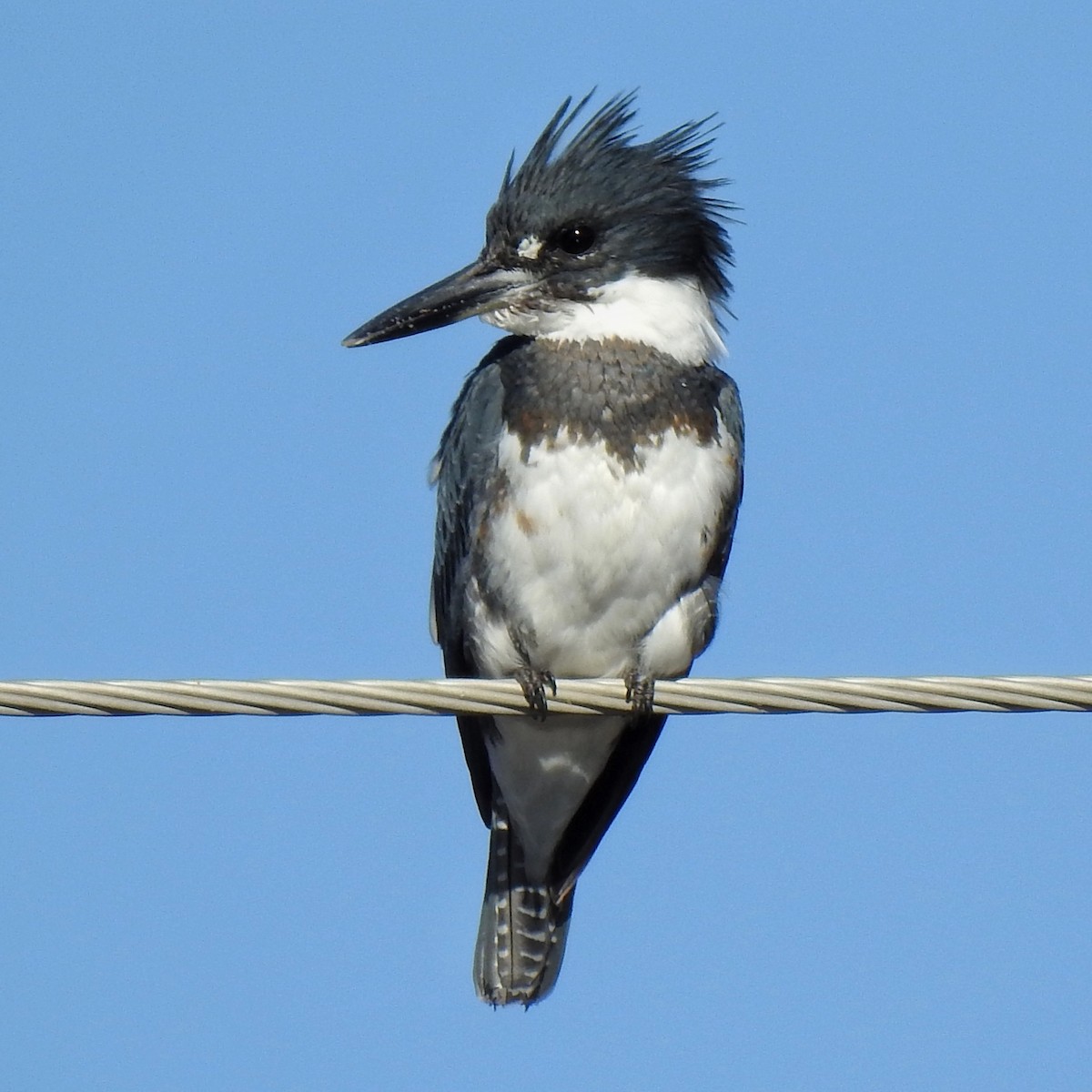 Belted Kingfisher - ML433514501
