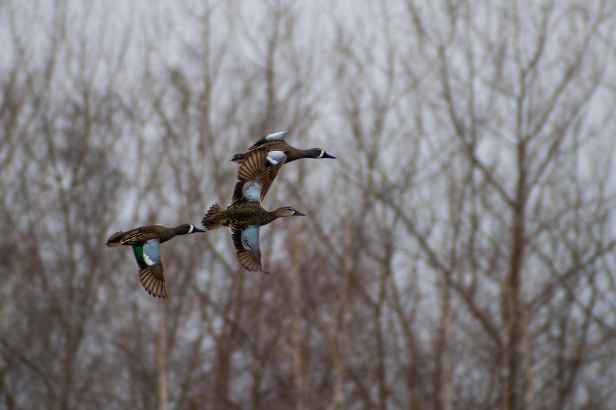Blue-winged Teal - ML433515761