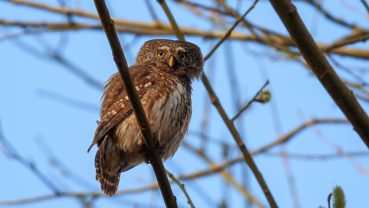 Eurasian Pygmy-Owl - ML433516491