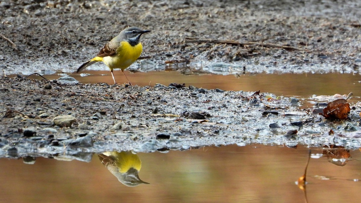 Gray Wagtail - ML433516681