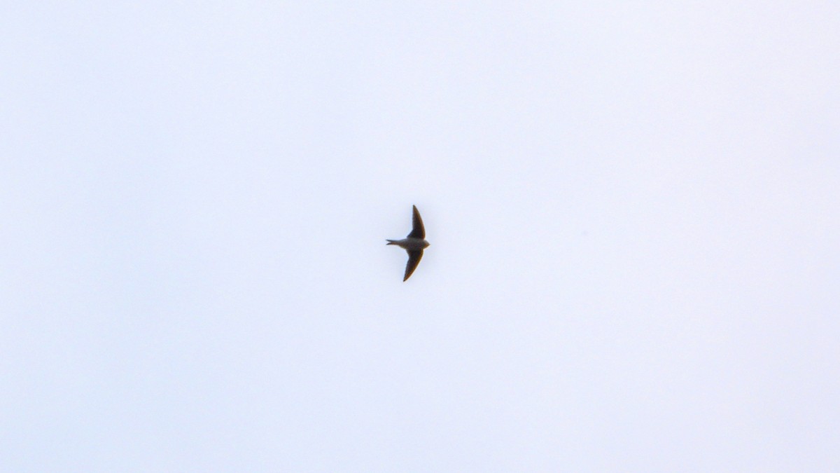 Western House-Martin - ML433516891