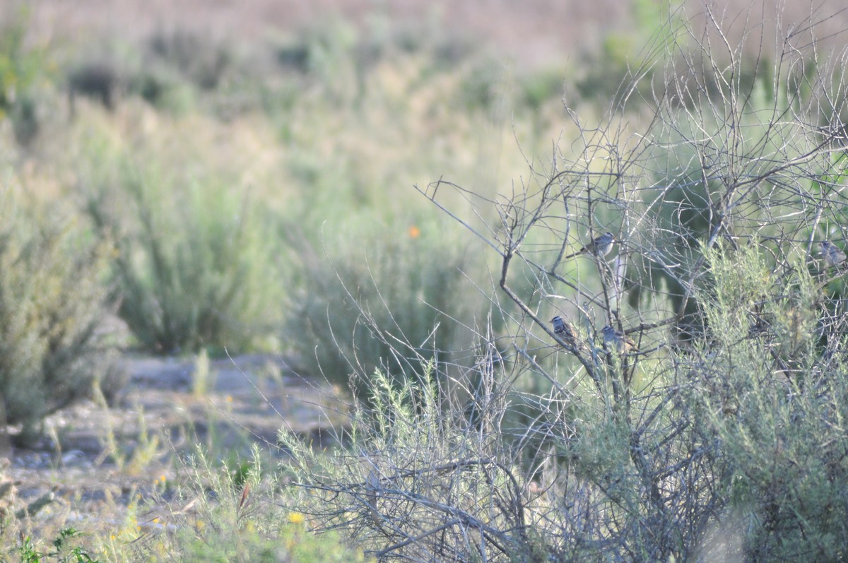 White-crowned Sparrow - ML433517001