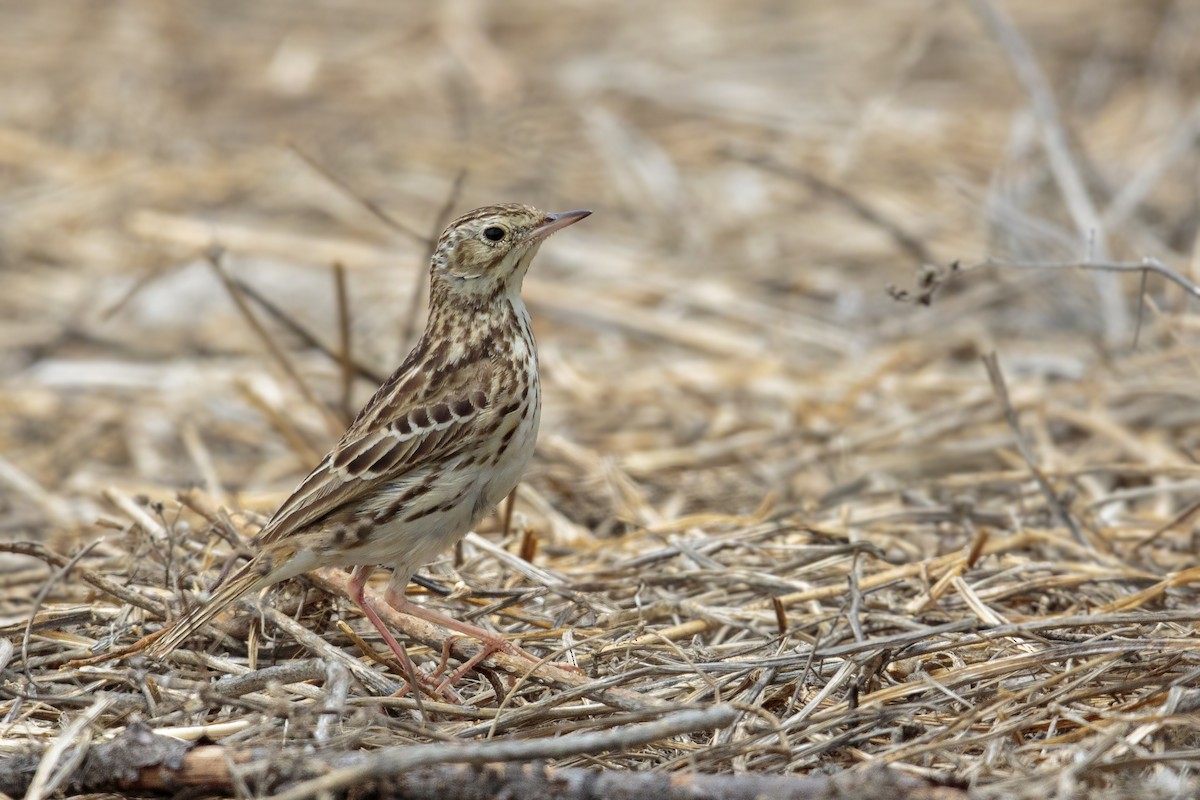 Peruvian Pipit - ML433517241