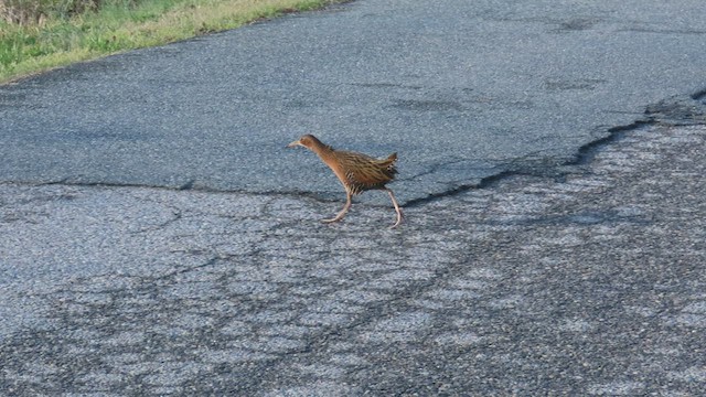 King Rail - ML433518611