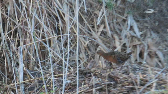 King Rail - ML433519731