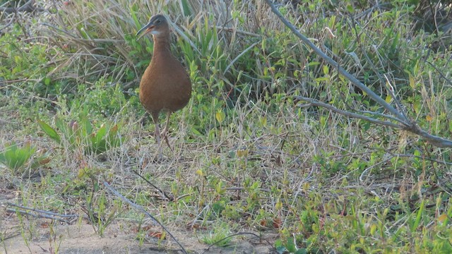 King Rail - ML433519761