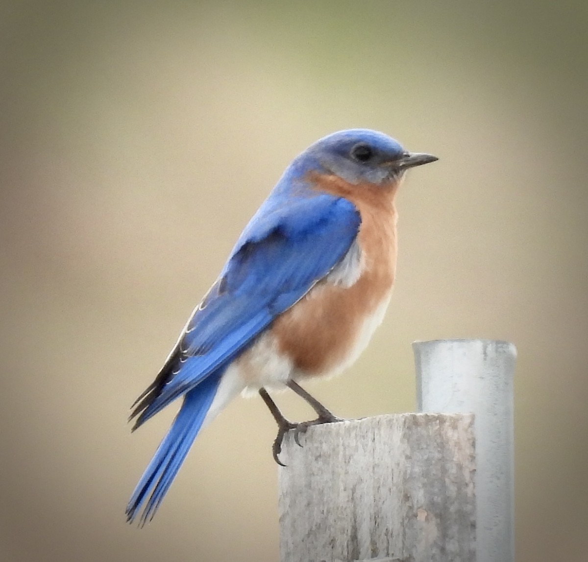 Eastern Bluebird - ML433520271