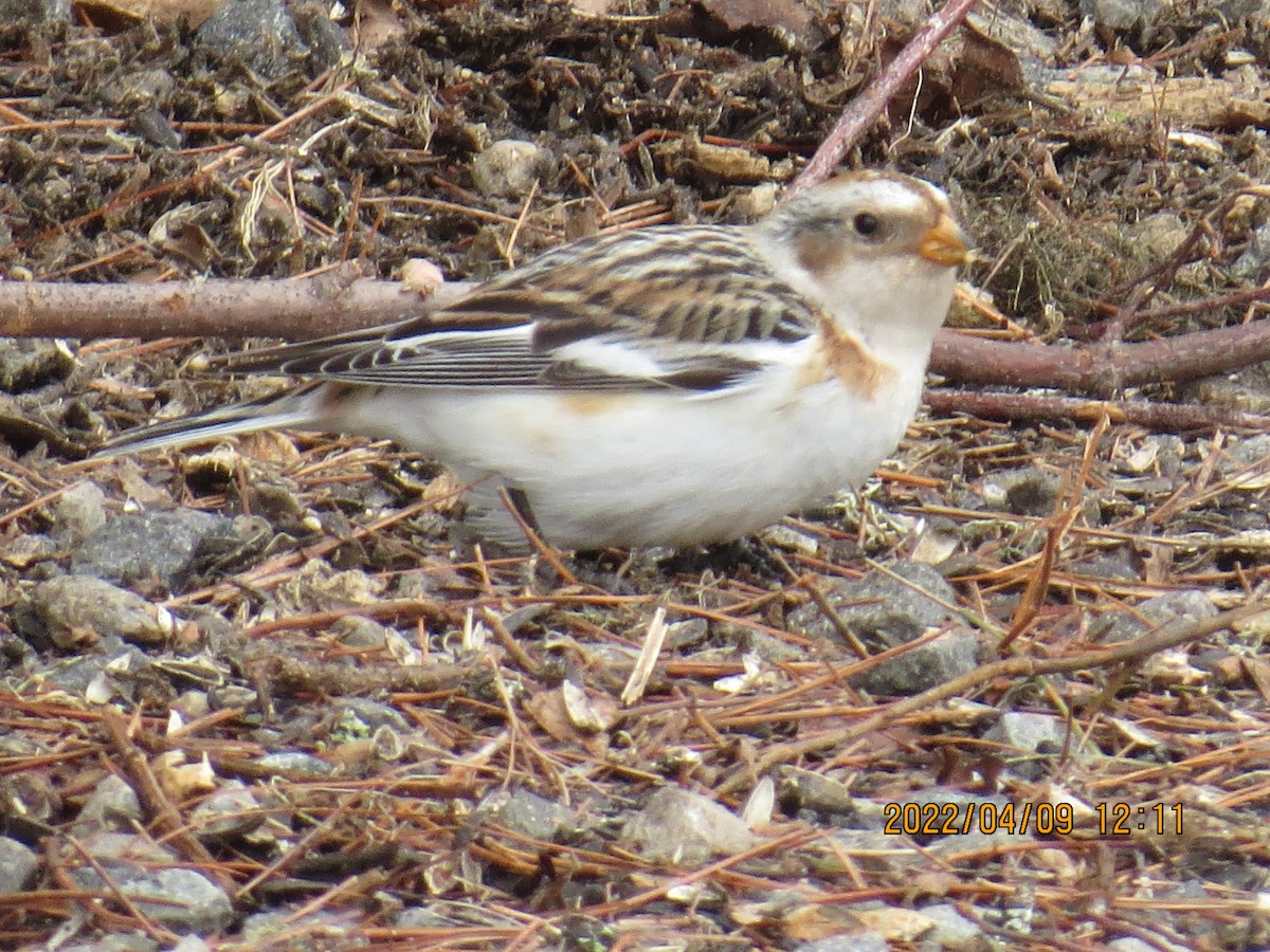 Цасч хөмрөг - ML433521881