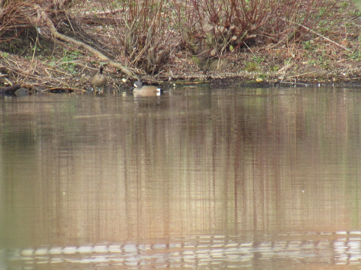 Blue-winged Teal - ML433522361