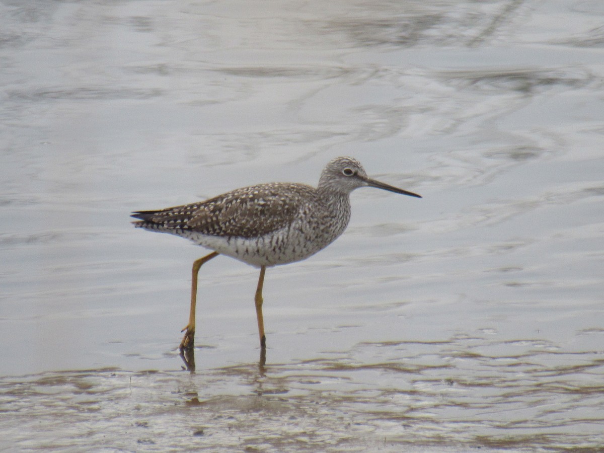 Greater Yellowlegs - ML433522451