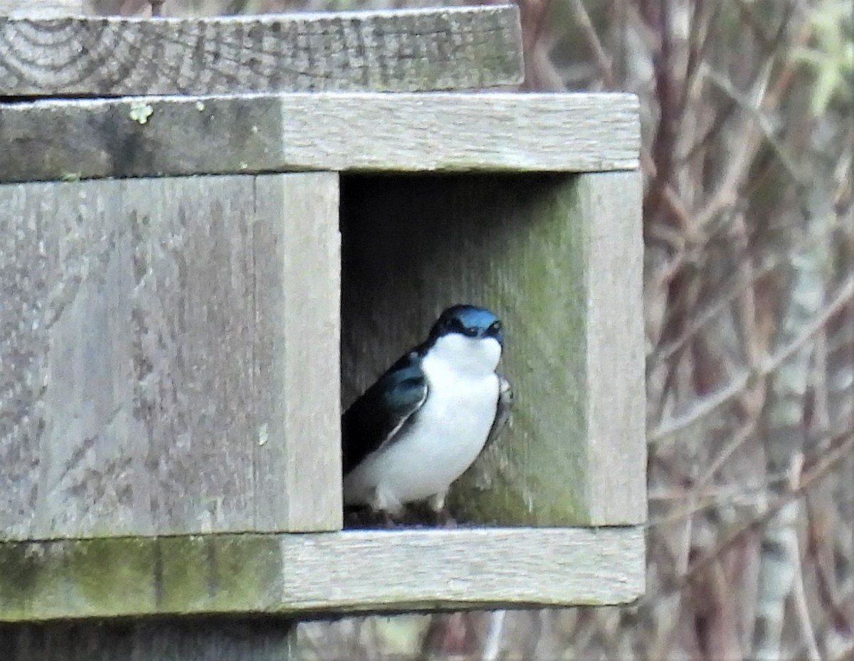 Tree Swallow - ML433524831