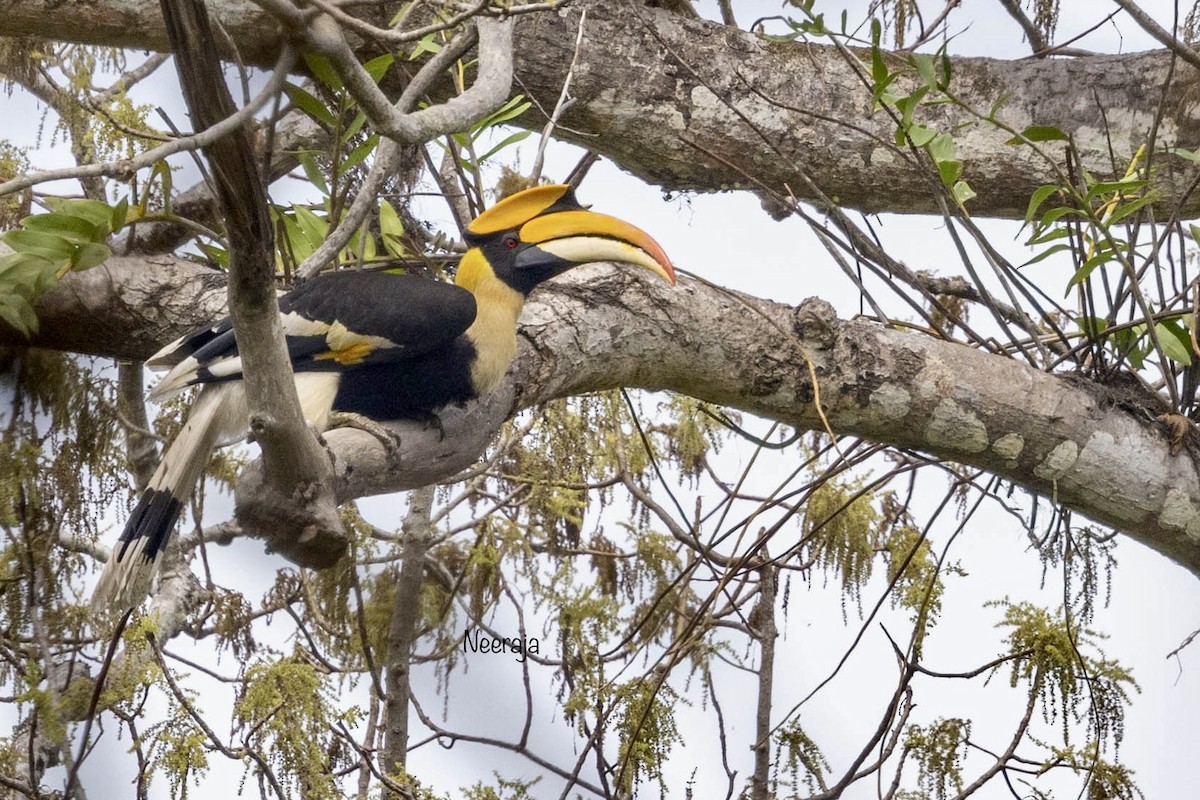 Great Hornbill - ML433524841