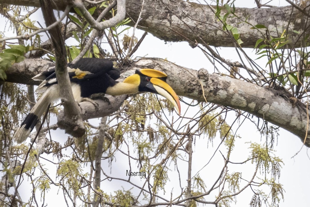 Great Hornbill - ML433524851