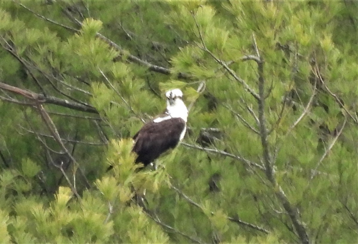 Osprey - ML433524921