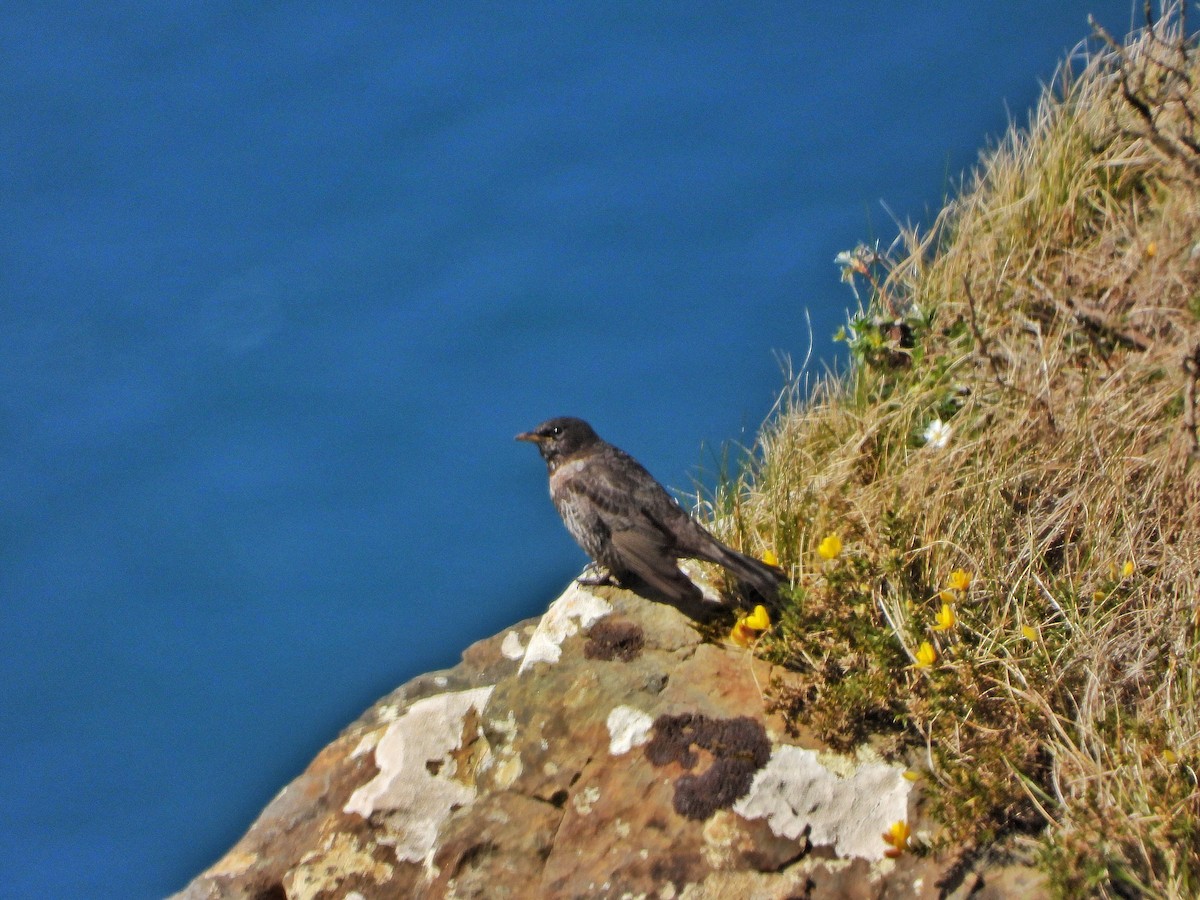 Ring Ouzel - ML433524931