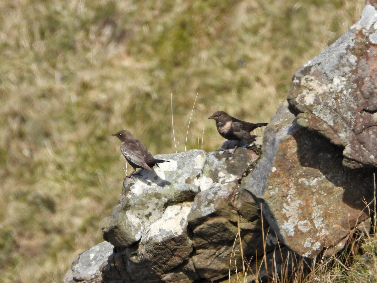 Ring Ouzel - ML433524981