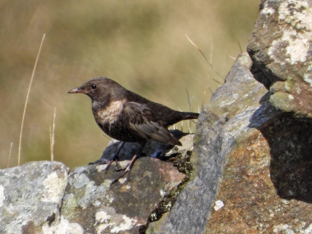 Ring Ouzel - ML433525101