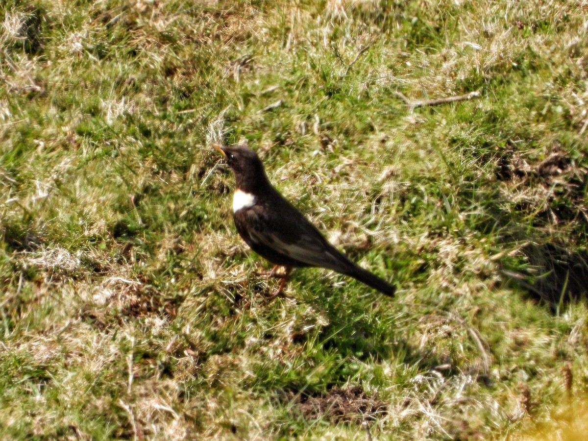 Ring Ouzel - ML433525261