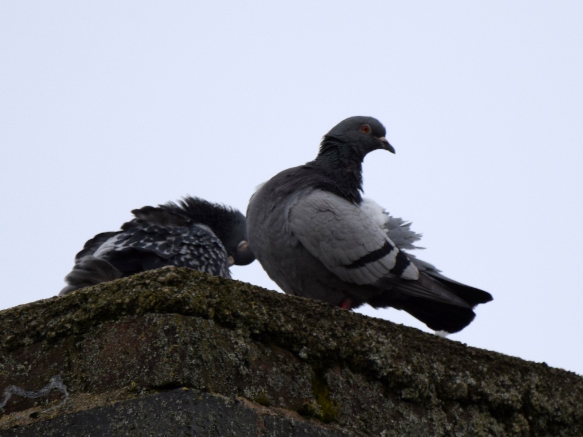 Rock Pigeon (Feral Pigeon) - ML433525751