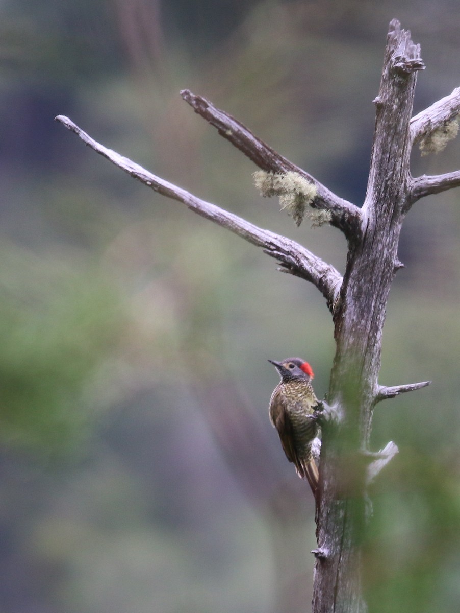 Golden-olive Woodpecker (Bronze-winged) - Nathan Pieplow