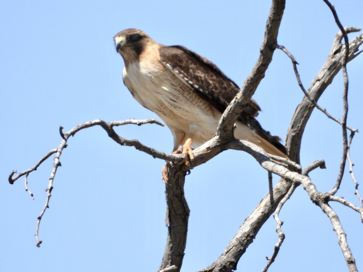Red-tailed Hawk - ML433527491