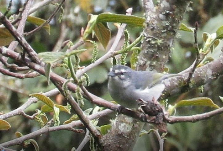 Augenbrauentangare (leucogastra/insignis) - ML433530461