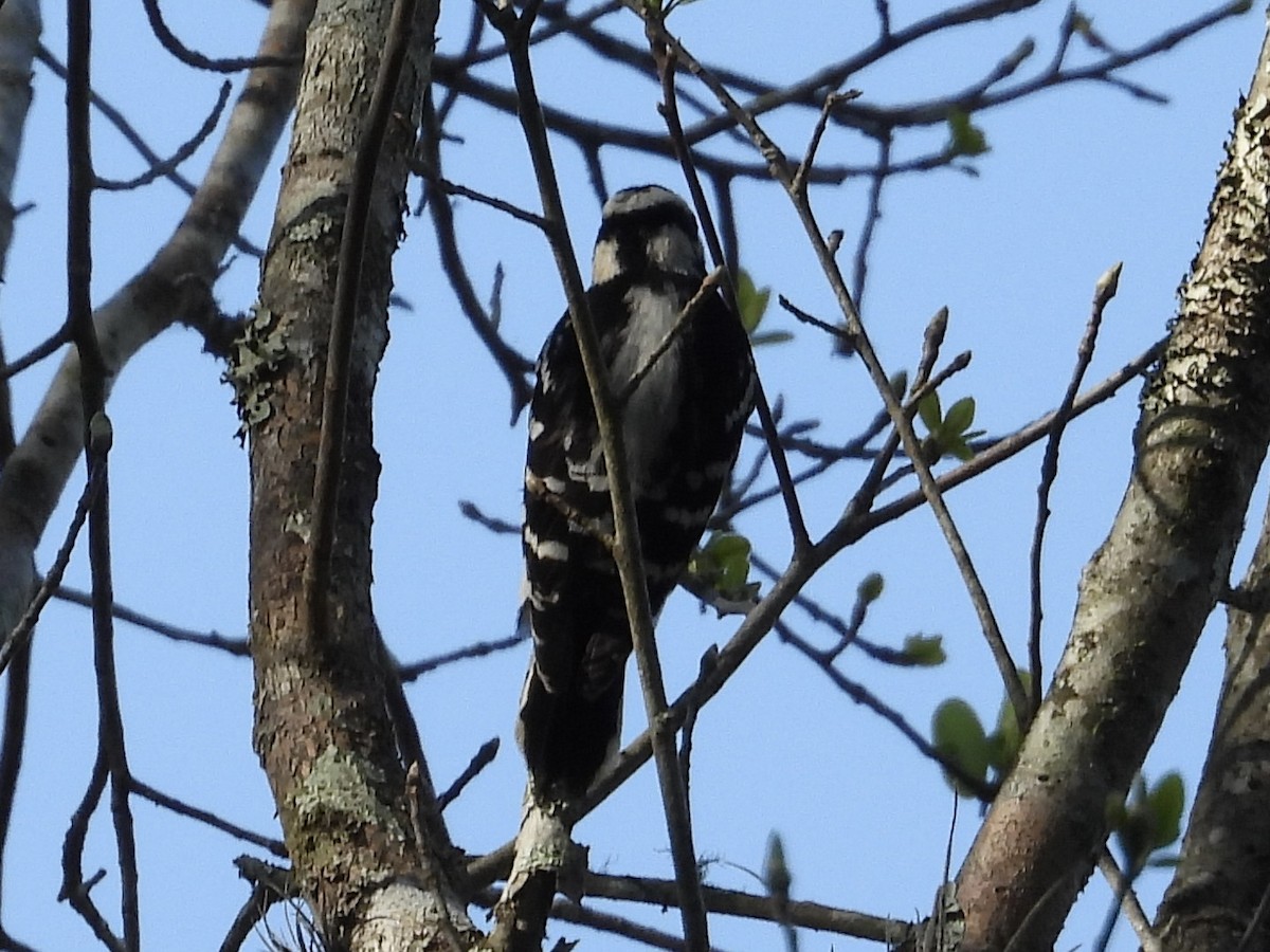 Downy Woodpecker - ML433531061