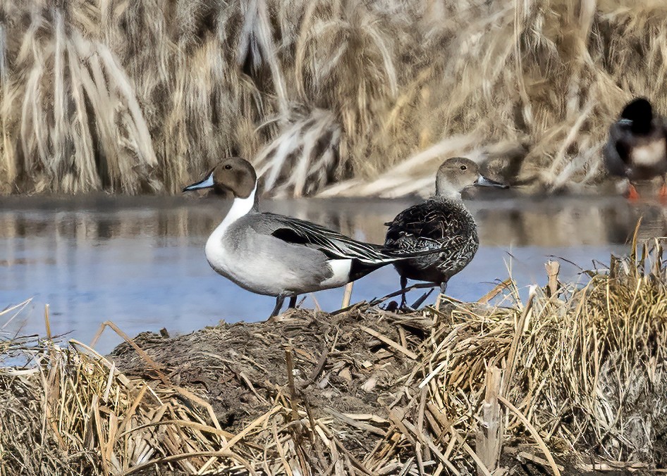 Northern Pintail - ML433534621